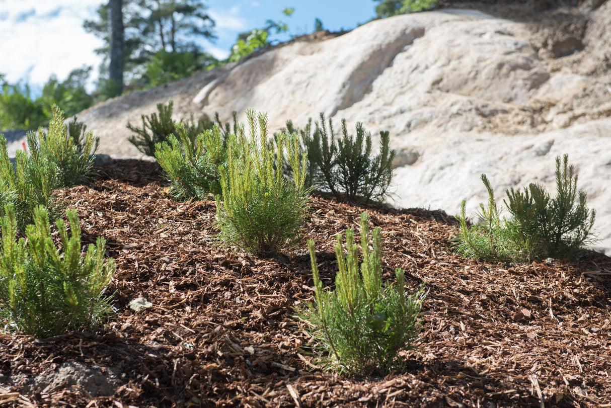 Torpanpiha® Puistokate KUUSI