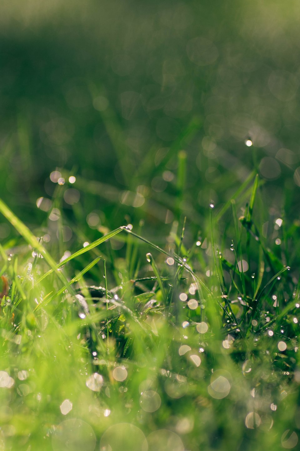 Torpanpiha® Nurmikkomulta