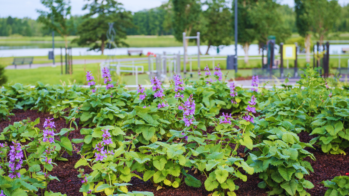 Torpanpiha® Istutusmulta PLUSSA