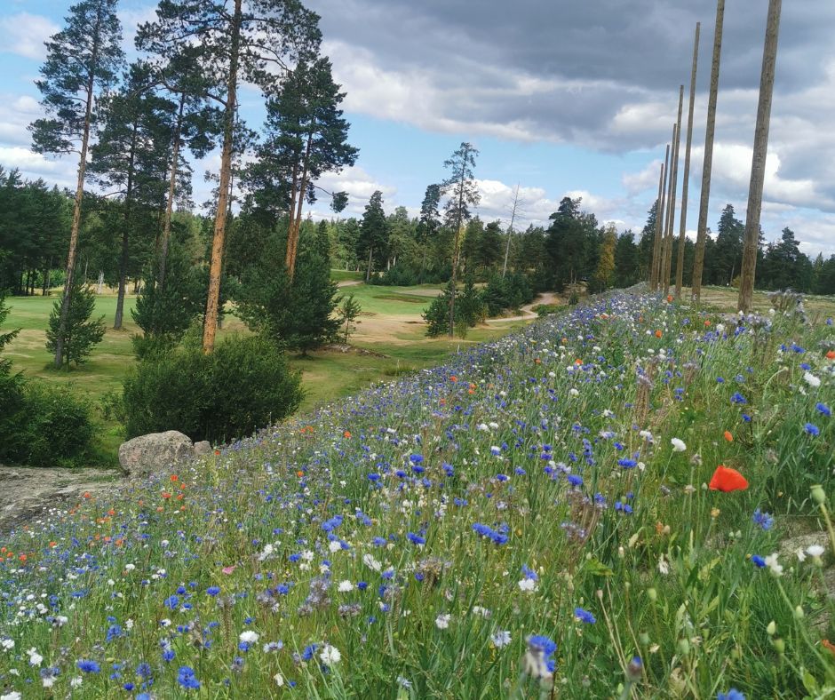 Torpanpiha® Niittymulta - Kuivat niityt