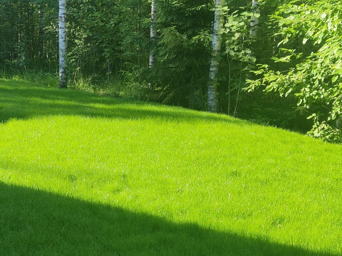 Vihreä nurmi ja puita
