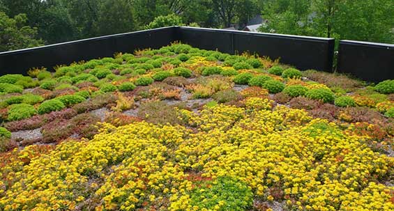 Torpanpiha® Sedumkattomulta