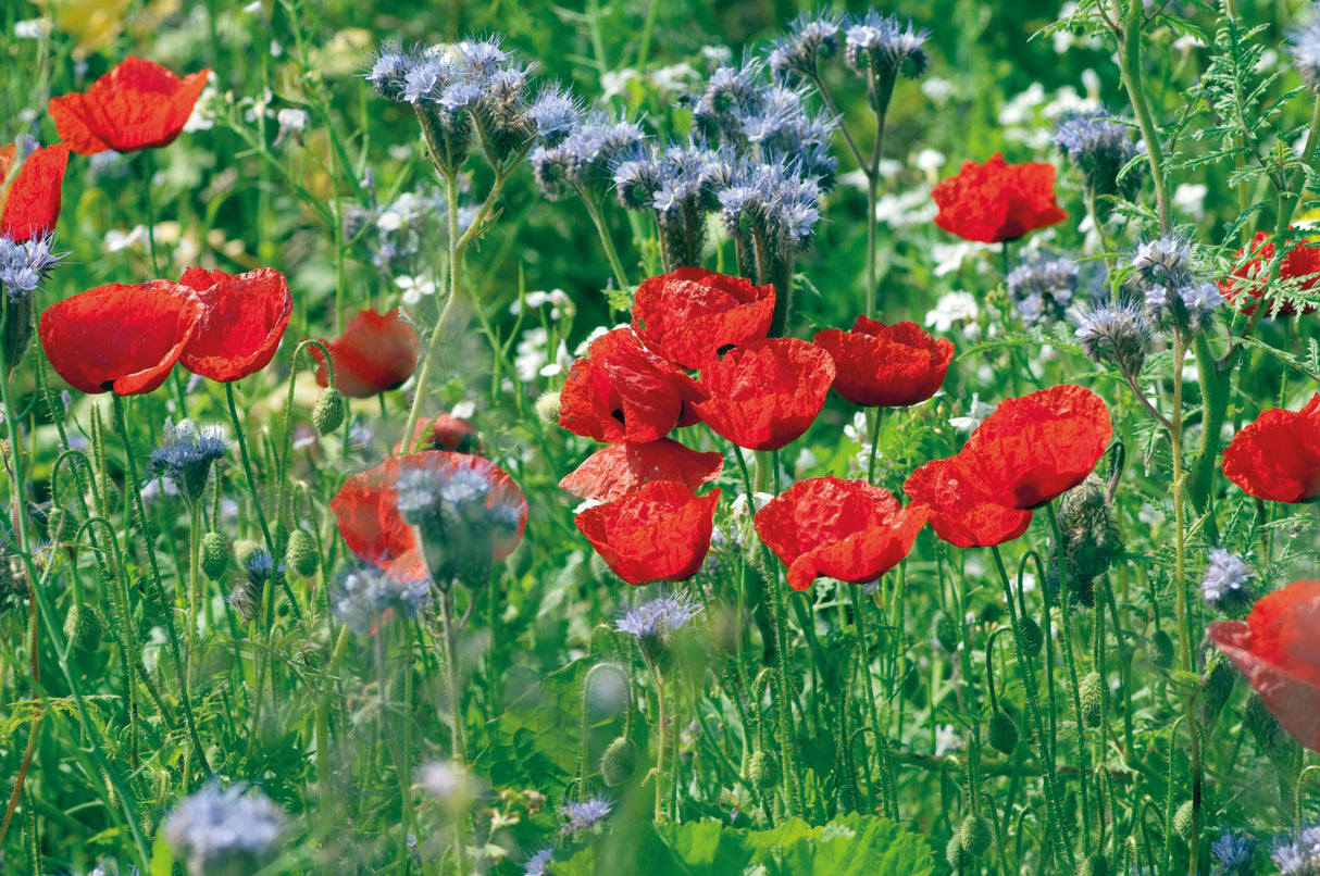 Torpanpiha® Niittymulta PLUSSA - Tuoreet niityt